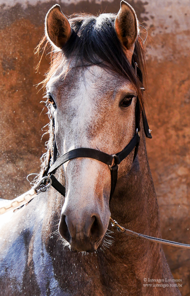 Orville Interagro/Interagro Lusitanos