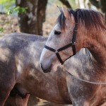 Orville Interagro/Interagro Lusitanos