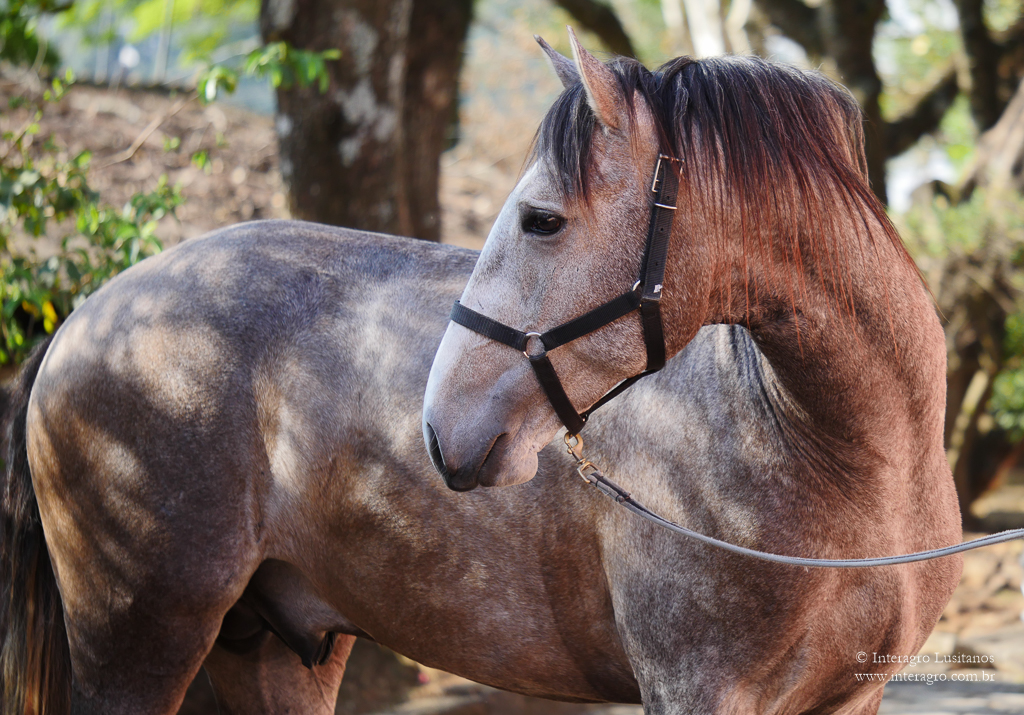 Orville Interagro/Interagro Lusitanos