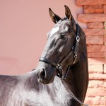 Oscar Interagro/Interagro Lusitanos