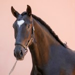 Oscar Interagro/Interagro Lusitanos