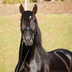 Oscar Interagro/Interagro Lusitanos