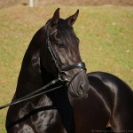 Oscar Interagro/Interagro Lusitanos