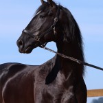 Oscar Interagro, garanhão Puro Sangue Lusitano preto/Foto: TUPA