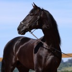Oscar Interagro, garanhão Puro Sangue Lusitano preto/Foto: TUPA