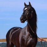 Oscar Interagro, garanhão Puro Sangue Lusitano preto/Foto: TUPA