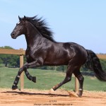 Oscar Interagro, garanhão Puro Sangue Lusitano preto/Foto: TUPA