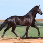 Oscar Interagro, garanhão Puro Sangue Lusitano preto/Foto: TUPA