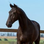 Osmond Interagro/TUPA