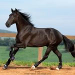 Osmond Interagro/TUPA