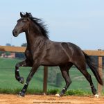 Osmond Interagro/TUPA