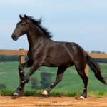 Osmond Interagro/TUPA