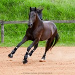 Osmond Interagro/Interagro Lusitanos