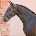 Osmond Interagro/Interagro Lusitanos