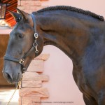 Osmond Interagro/Interagro Lusitanos