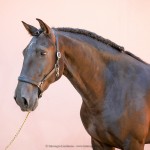 Osmond Interagro/Interagro Lusitanos