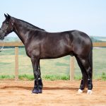 Osmond Interagro/Interagro Lusitanos