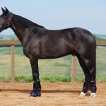 Osmond Interagro/Interagro Lusitanos