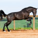 Osmond Interagro/Interagro Lusitanos