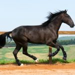 Osmond Interagro/Interagro Lusitanos