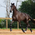 Osmond Interagro/Interagro Lusitanos