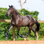 Osmond Interagro/Interagro Lusitanos