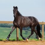 Osmond Interagro/Interagro Lusitanos