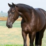 Osmond Interagro/Interagro Lusitanos