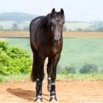 Osmond Interagro/Interagro Lusitanos