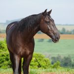 Osmond Interagro/Interagro Lusitanos