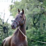 Osmond Interagro/Interagro Lusitanos