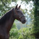 Osmond Interagro/Interagro Lusitanos