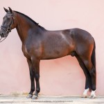 Osmond Interagro/Interagro Lusitanos