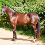 Osmond Interagro/Interagro Lusitanos