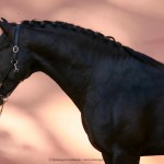 Othelus Interagro, garanhão Puro Sangue Lusitano preto. Foto: Interagro Lusitanos
