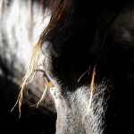 Othelus Interagro, garanhão Puro Sangue Lusitano preto. Foto: Interagro Lusitanos