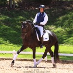 Othelus Interagro, garanhão Puro Sangue Lusitano preto. Foto: TUPA