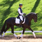 Othelus Interagro, garanhão Puro Sangue Lusitano preto. Foto: TUPA