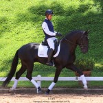Othelus Interagro, garanhão Puro Sangue Lusitano preto. Foto: TUPA
