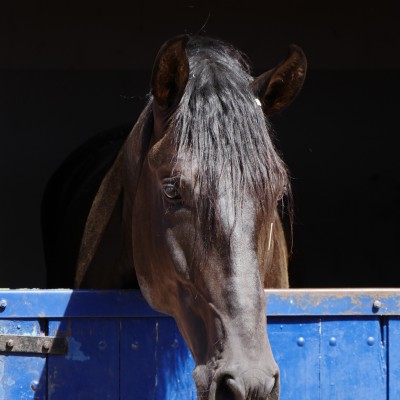 Paganini Interagro/Interagro Lusitanos
