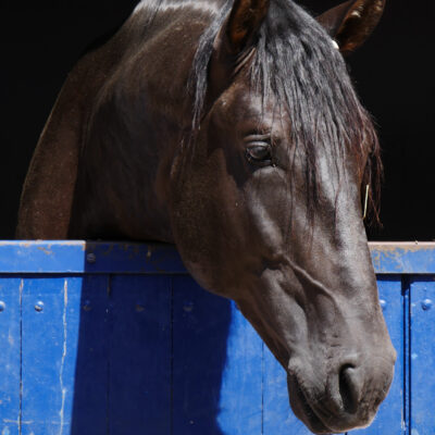 Paganini Interagro/Interagro Lusitanos