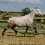 Nanny Interagro/Interagro Lusitanos