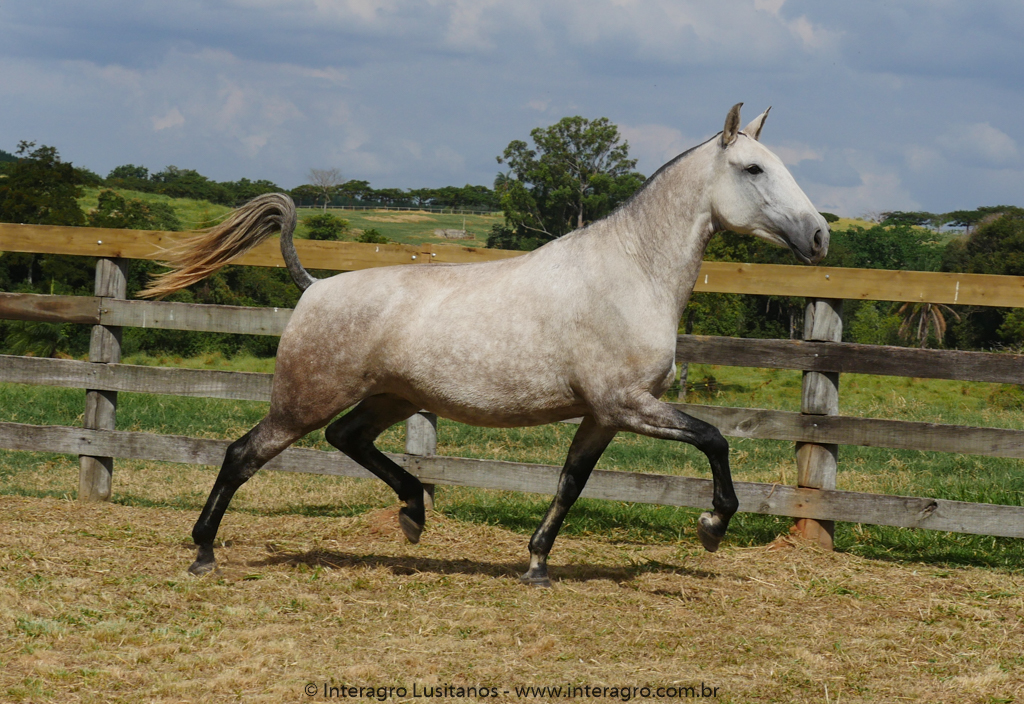 Nanny Interagro/Interagro Lusitanos