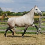 Nanny Interagro/Interagro Lusitanos