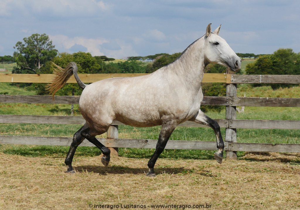 Nanny Interagro/Interagro Lusitanos