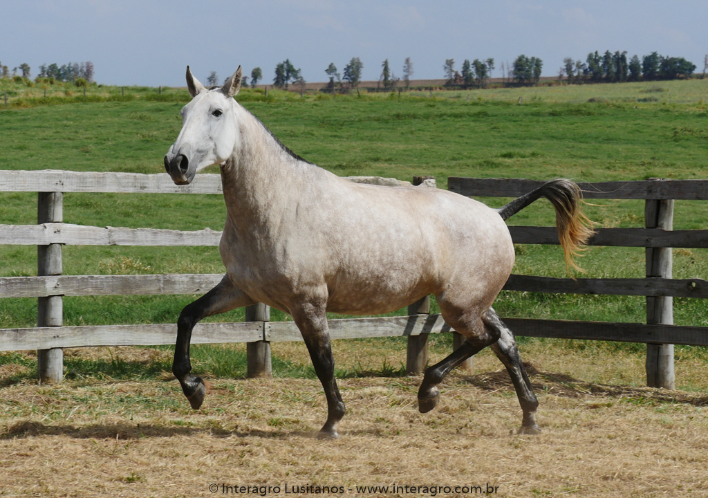 Nanny Interagro/Interagro Lusitanos