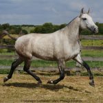 Nanny Interagro/Interagro Lusitanos