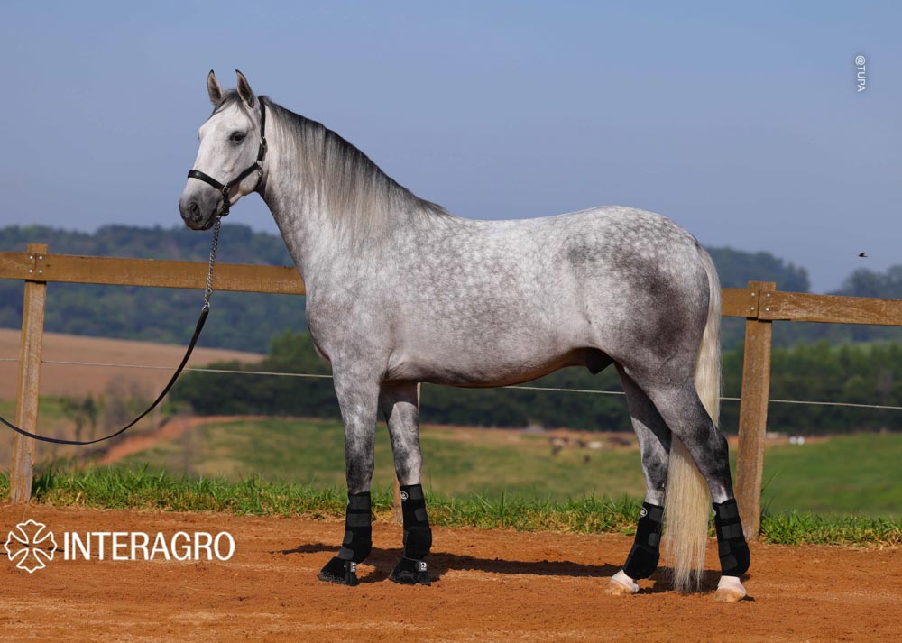 Quarteto Interagro, Puro Sangue Lusitano tordilho, castrado, à venda. Foto: TUPA