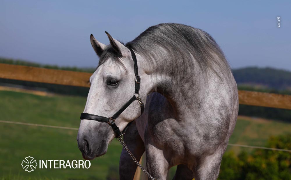 Quarteto Interagro, Puro Sangue Lusitano tordilho, castrado, à venda. Foto: TUPA