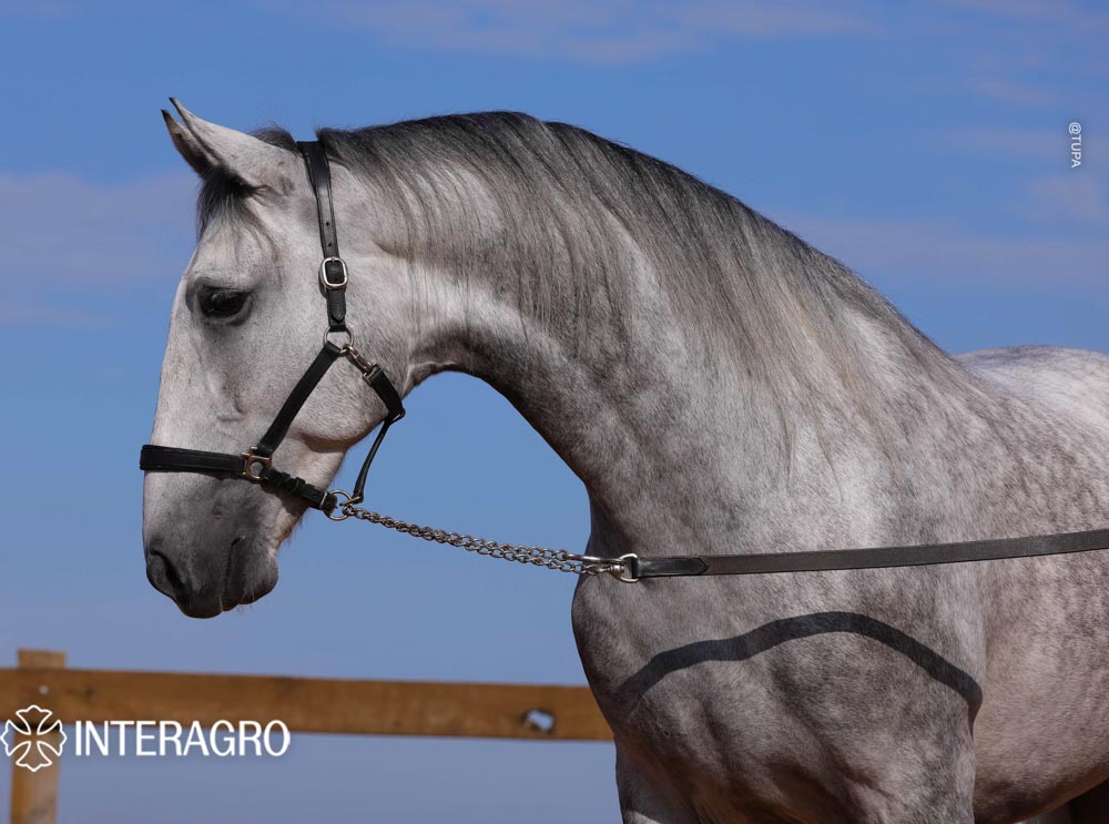 Quarteto Interagro, Puro Sangue Lusitano tordilho, castrado, à venda. Foto: TUPA